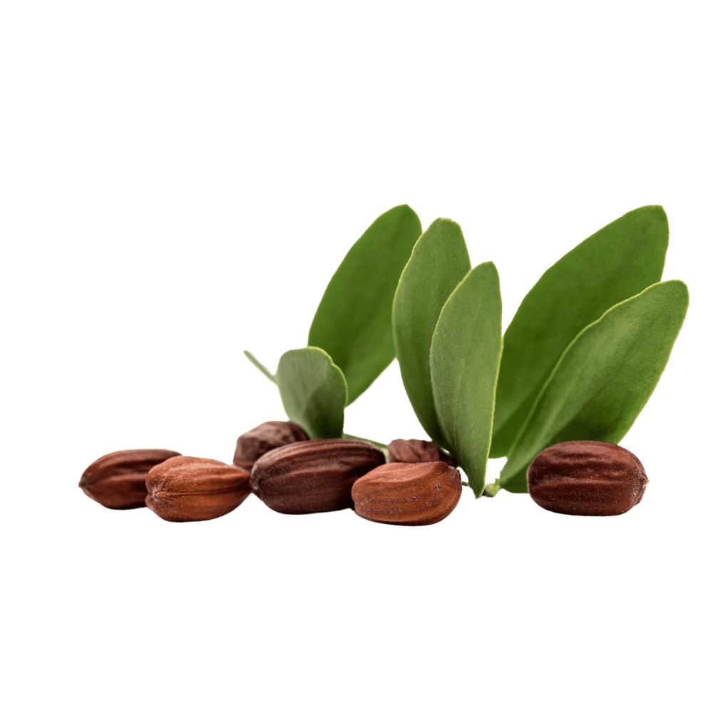 Jojoba als draagolie Jojoba als draagolie