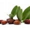 jojoba noot met blad