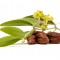 jojoba noten en noten met bloesem